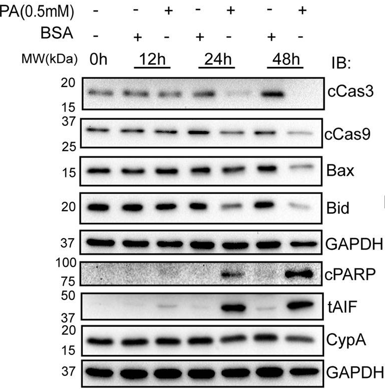 HRP-Linked Goat Anti-Mouse IgG Polyclonal Antibody